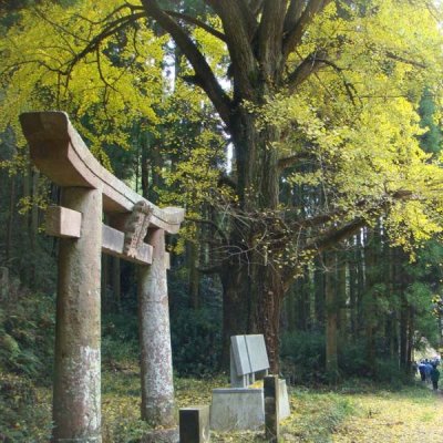 牧神社のイチョウ画像１