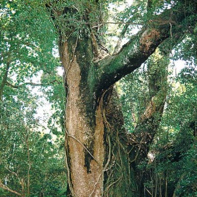 栗崎の天神樟画像