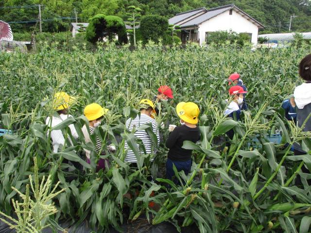 収穫