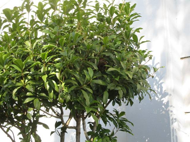 蜂