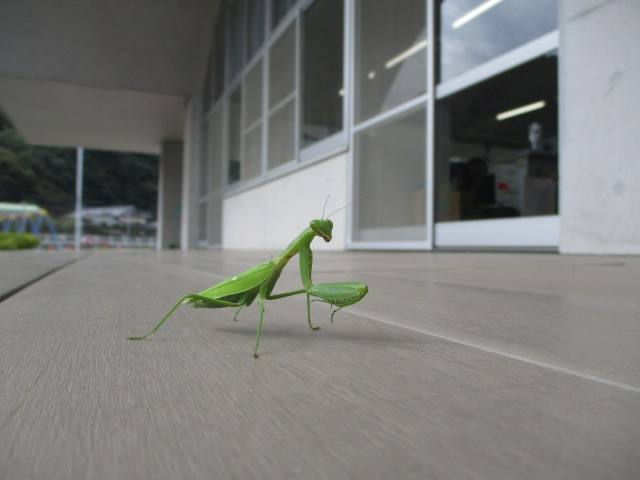かまきり