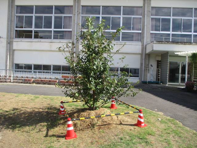 桜