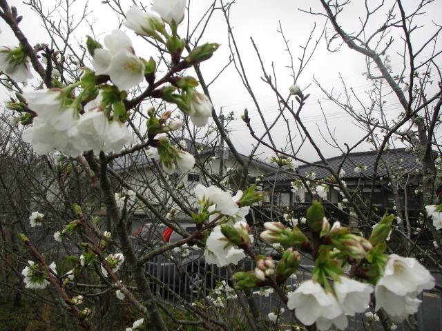 桜