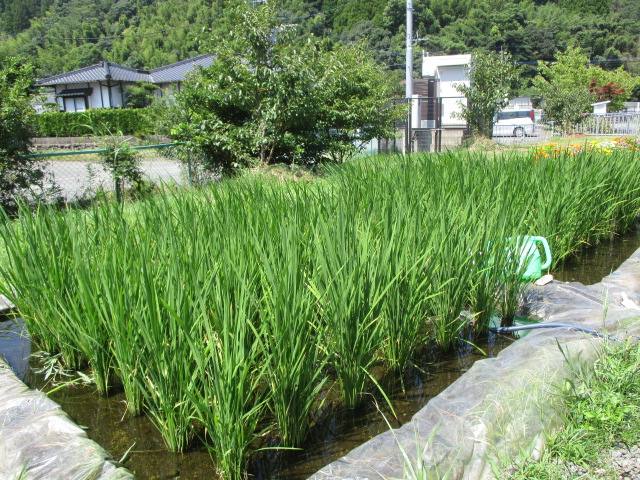 稲