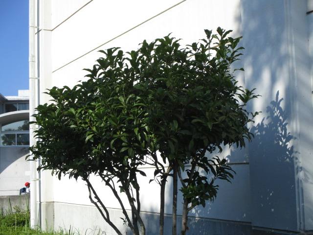 蜂