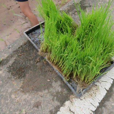 田植え