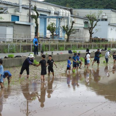 田植えの様子