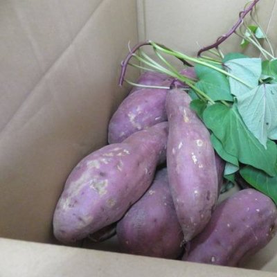 さつまいも