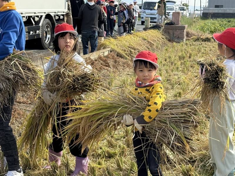 稲刈り