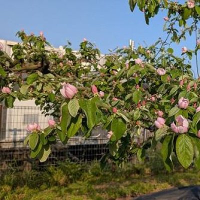 マルメロの花