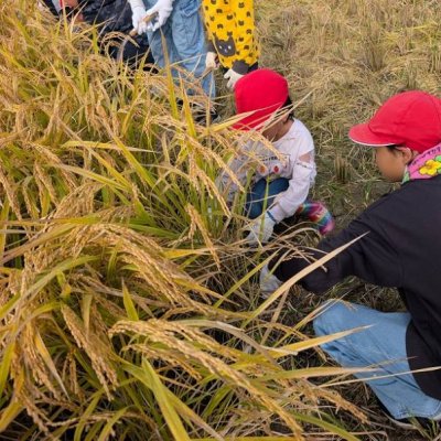 稲刈り