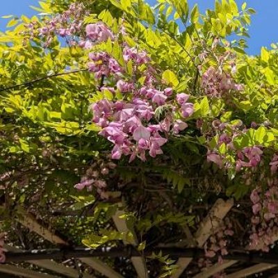 中庭の藤の花