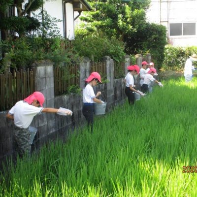 稲の肥料をまいたよ