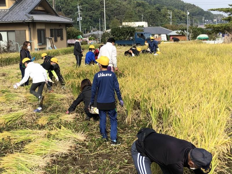 稲刈り9