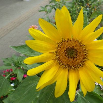 夏のひまわり