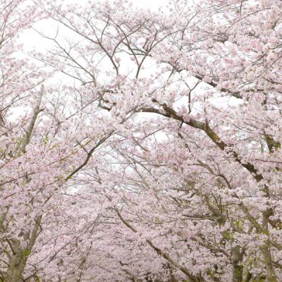 桜並木