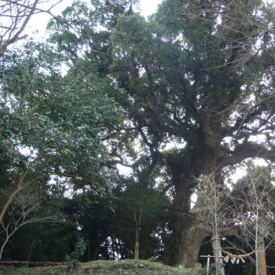 菅原神社境内にあるクスノキ　天神さんのクスの写真です