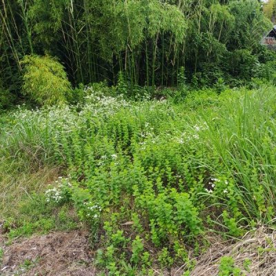 空き地第5号:野鶴町の物件の写真