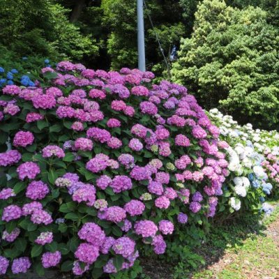 住吉自然公園のアジサイ