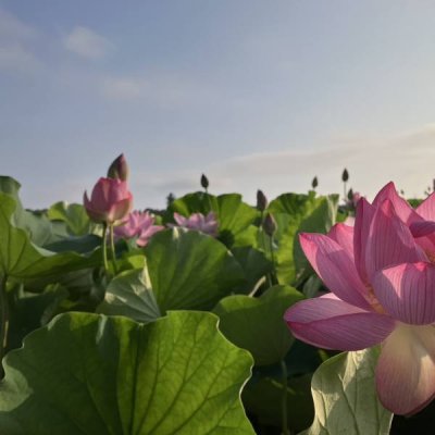 大賀ハス(令和７年６月２９日撮影)