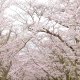 桜並木