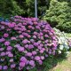 住吉自然公園のアジサイ